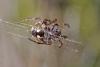 Agalenatea redii